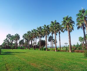 Royal Atlantis Beach